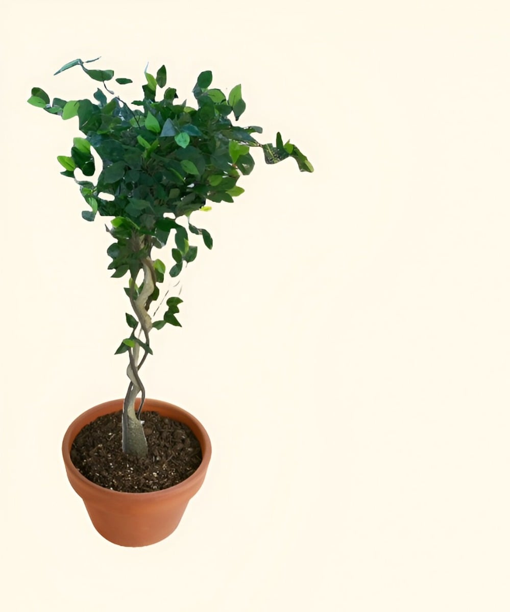 ÁRBOL ARTIFICIAL REALISTA FICUS TRENZADO 120CM JHN - 2