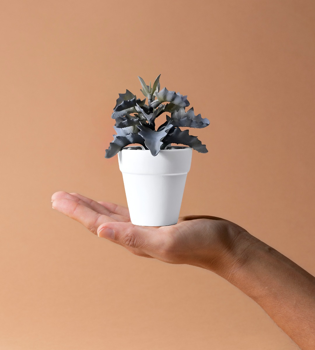 SET 6 MACETERO MINI SUCULENTAS JARDINERÍA CULTIVO JHN - 2