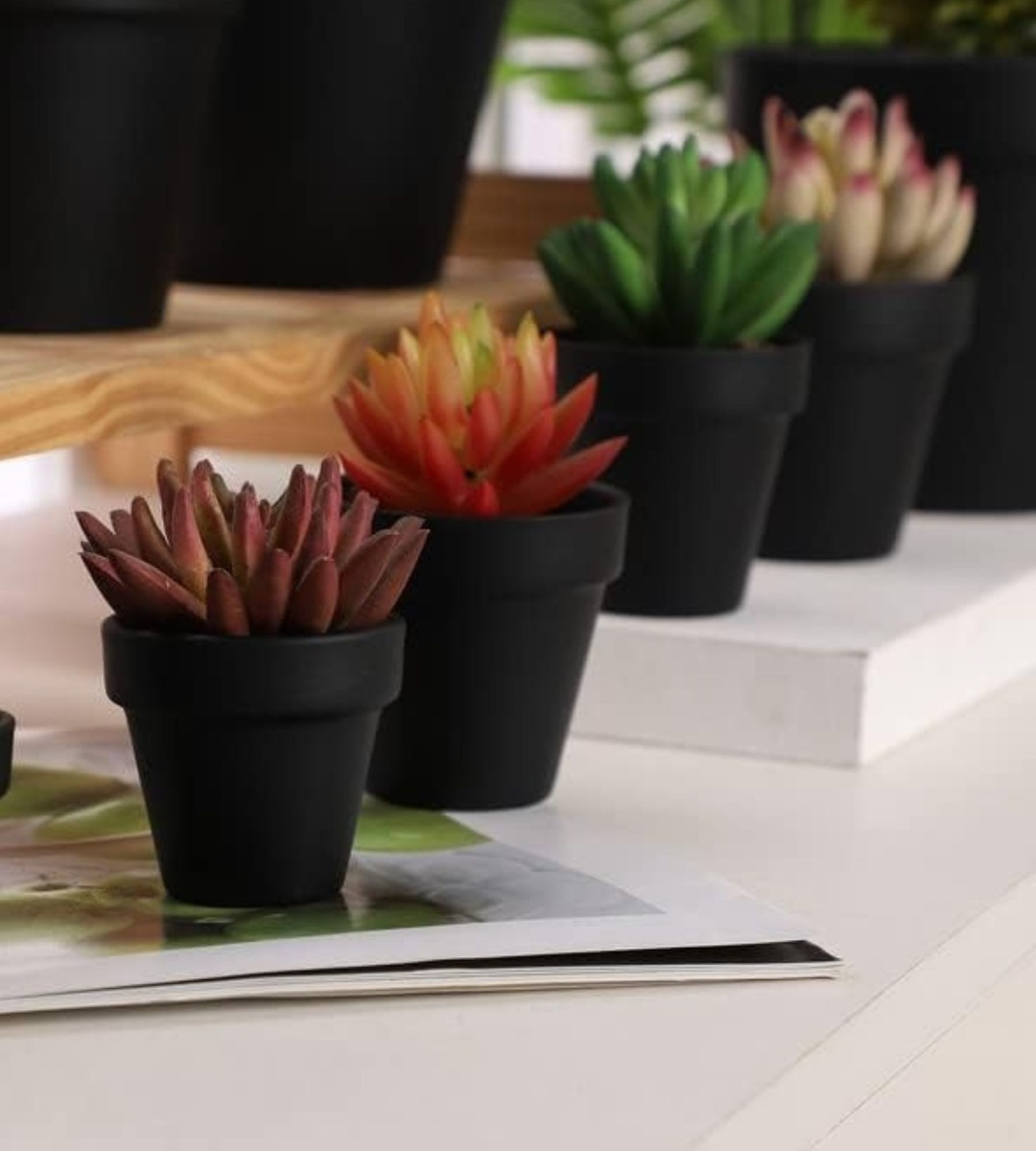 SET 6 MACETERO MINI SUCULENTAS JARDINERÍA CULTIVO JHN - 6