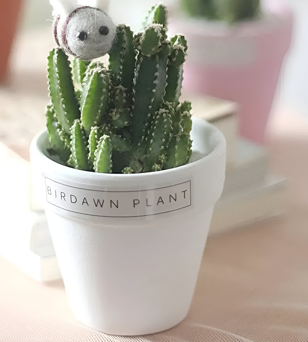 SET 6 MACETERO MINI SUCULENTAS JARDINERÍA CULTIVO JHN - 10