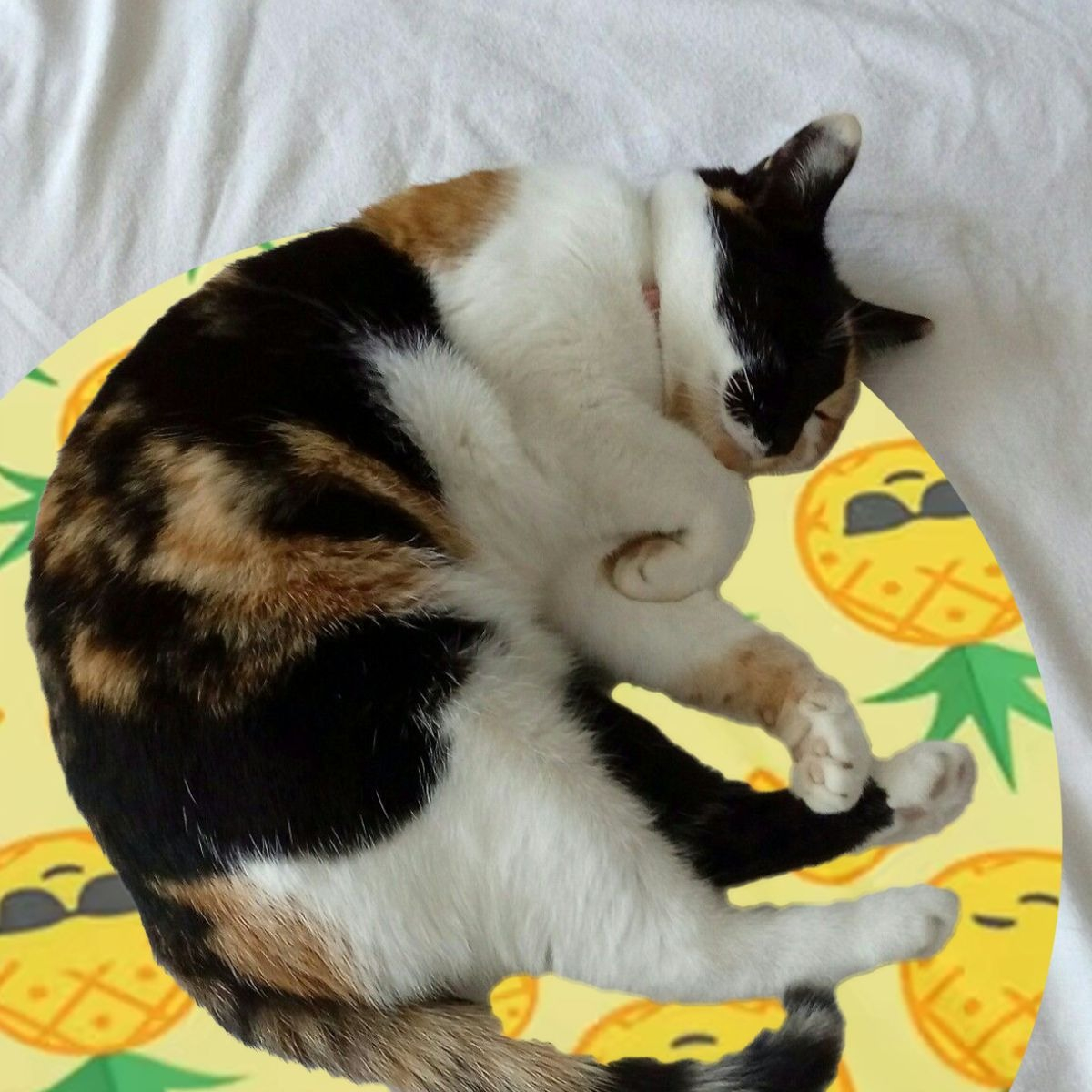 MANTA REFRESCANTE PARA MASCOTAS 40CM VERANO HOGAR LAU - 8