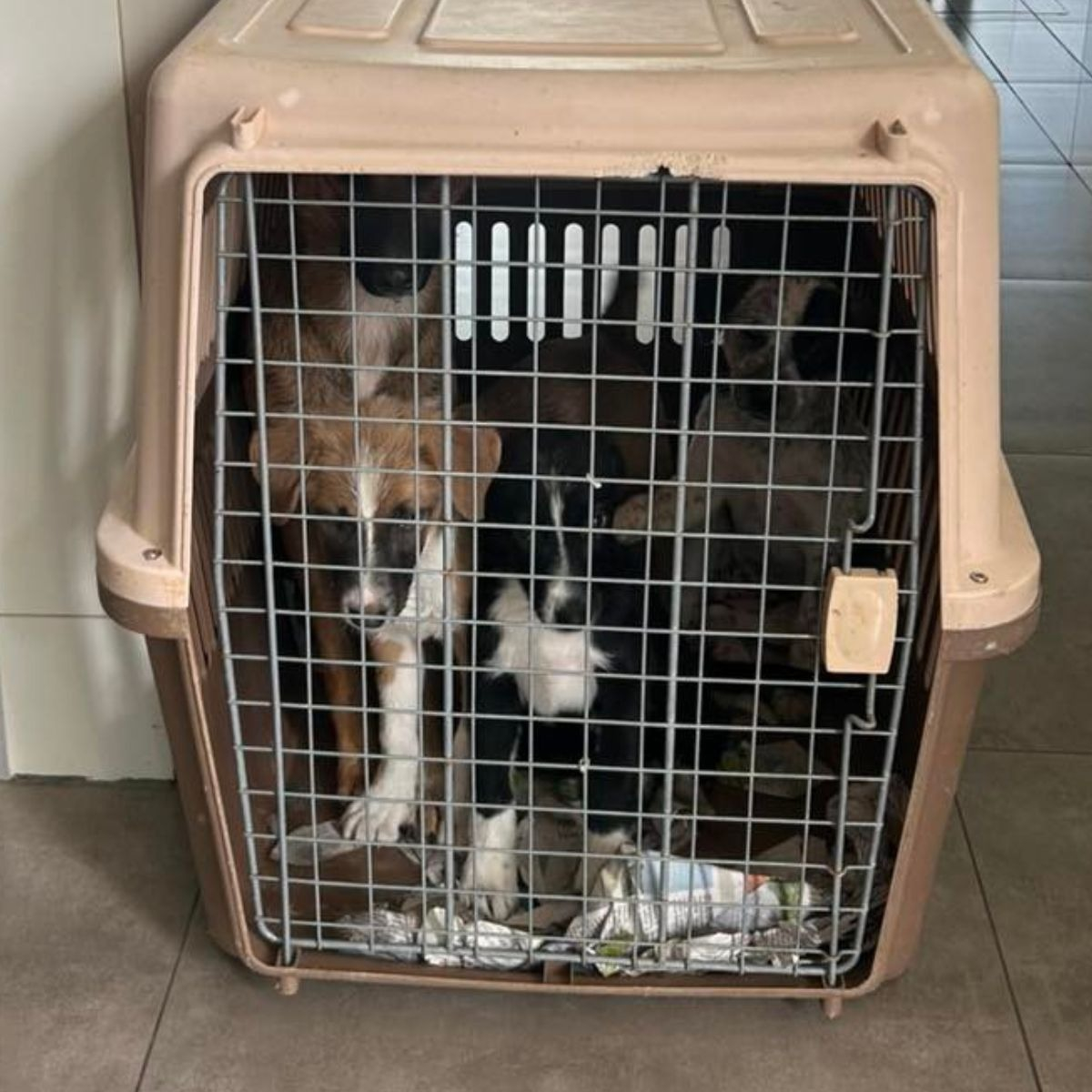 KENNEL TRANSPORTADOR 59XX47X83CM VIAJE PASEO MASCOTA LAU - 9