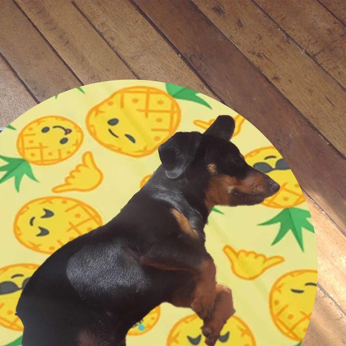 MANTA REFRESCANTE PARA MASCOTAS 60CM VERANO HOGAR LAU - 2