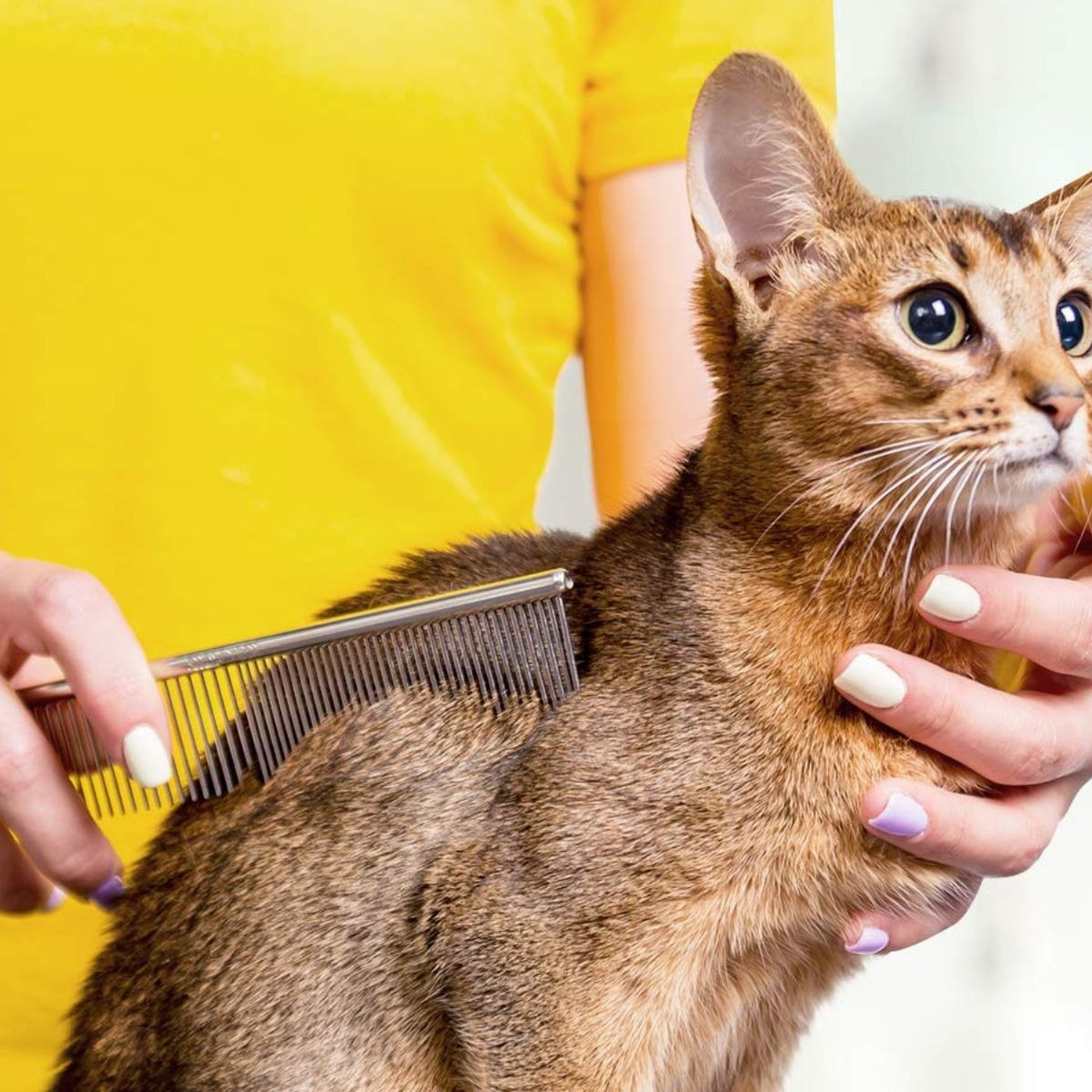 SET DE TIJERAS PROFESIONALES DE ASEO PARA MASCOTAS - 8