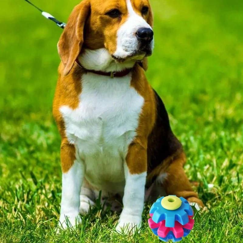 SET 4 JUGUETES PARA MASCOTA PELOTA DE ENTRENAMIENTO LAU - 4