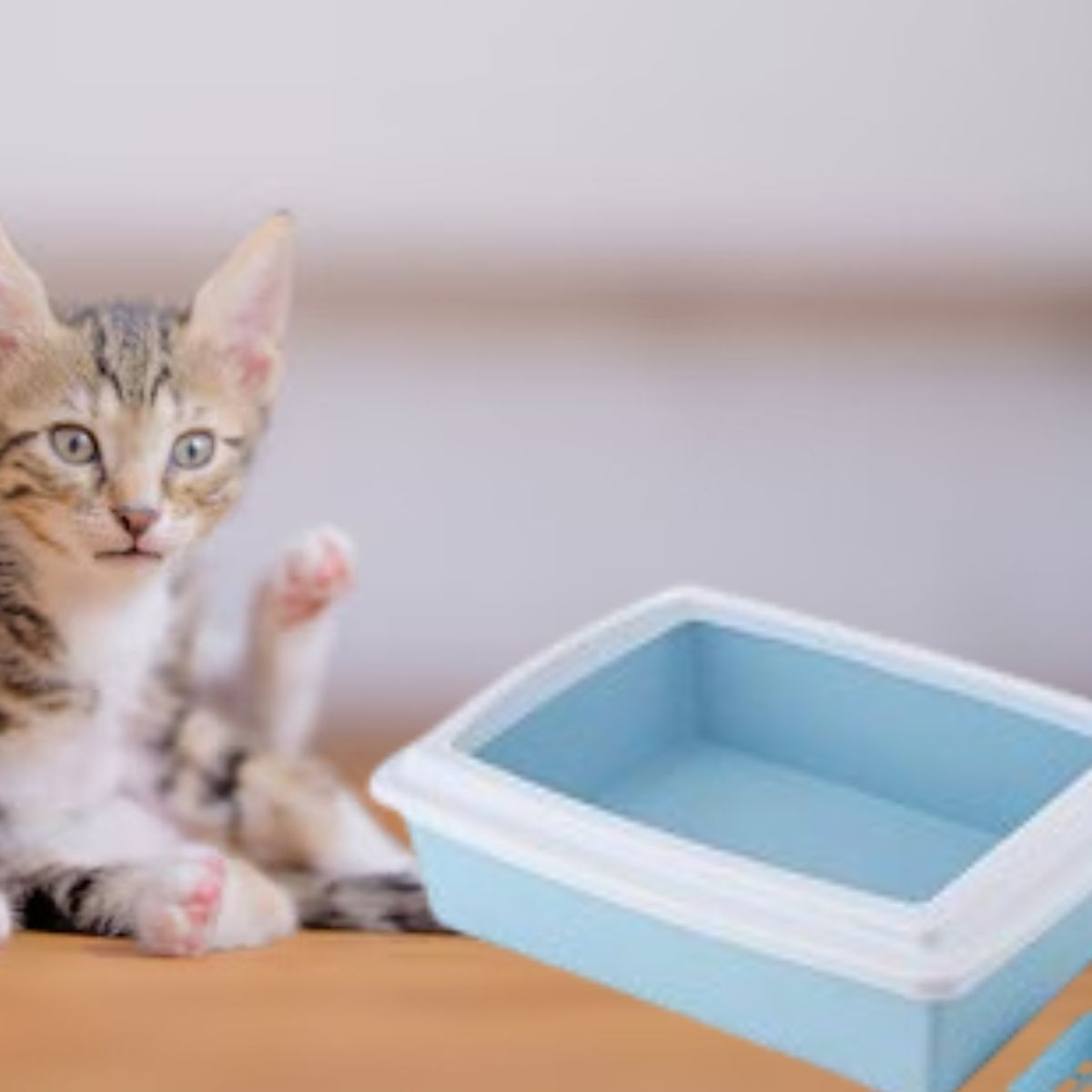 ARENERO CAJA SEMICERRADA PARA GATOS MASCOTAS HOGAR LAU - 4
