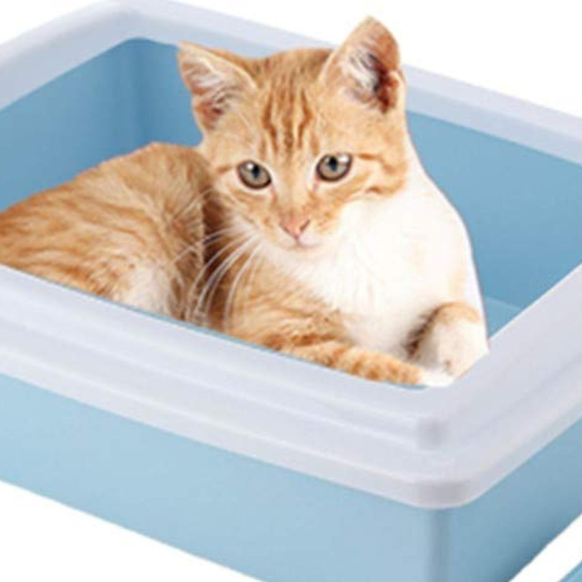 ARENERO CAJA SEMICERRADA PARA GATOS MASCOTAS HOGAR LAU - 8