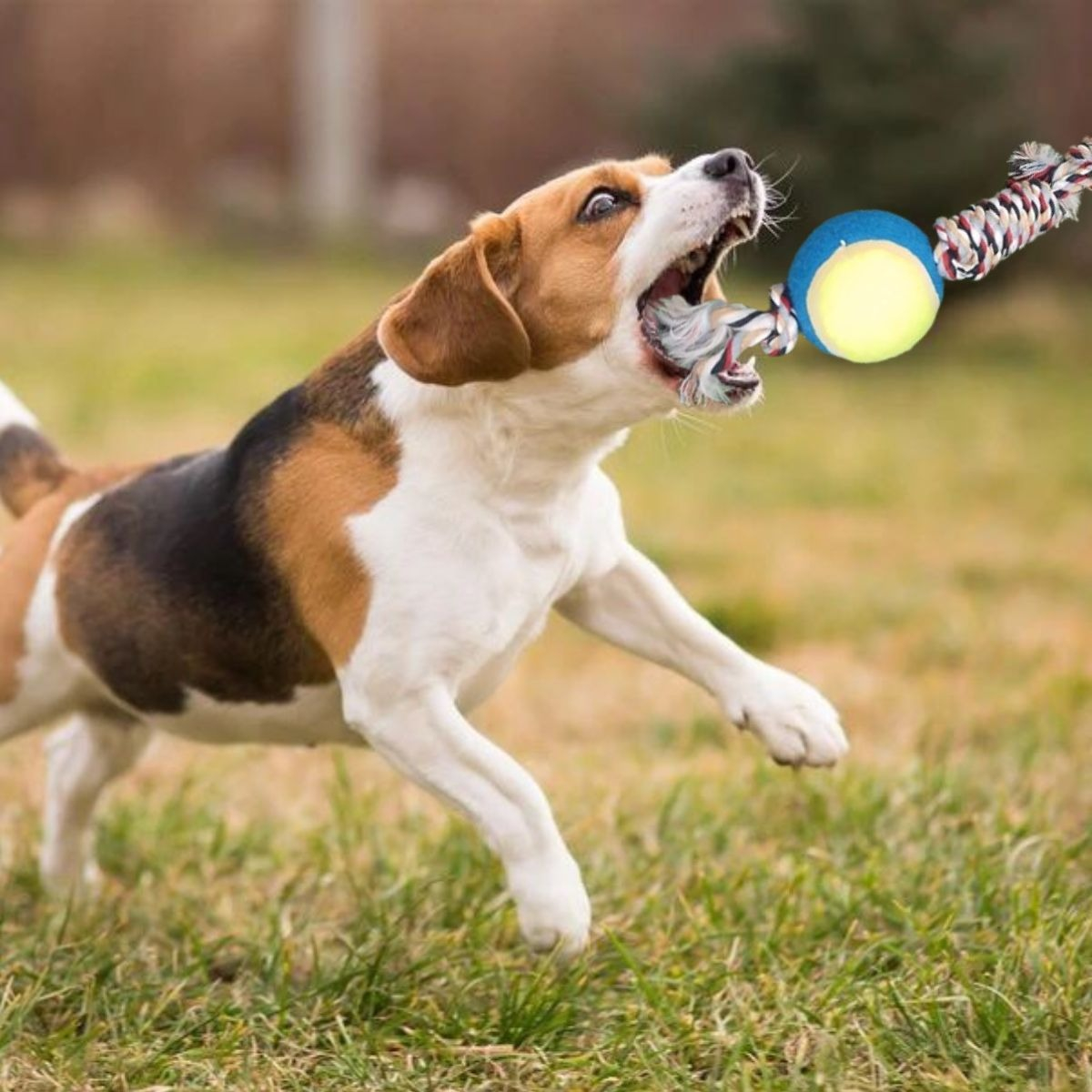SET 4 JUGUETES DE CUERDA PELOTA DIVERTIDO MASCOTA PERROS LAU - 2