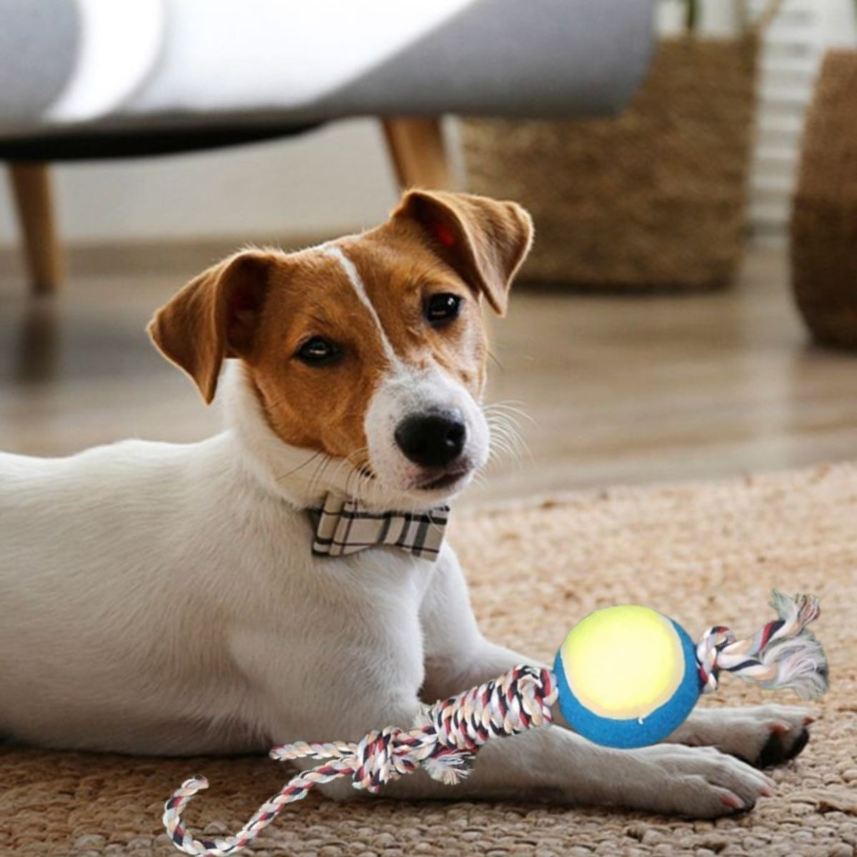 SET 4 JUGUETES DE CUERDA PELOTA DIVERTIDO MASCOTA PERROS LAU - 4