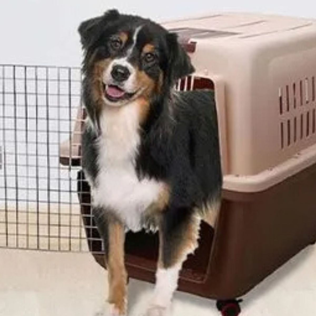KENNEL TRANSPORTADOR 59XX47X83CM VIAJE PASEO MASCOTA LAU - 3