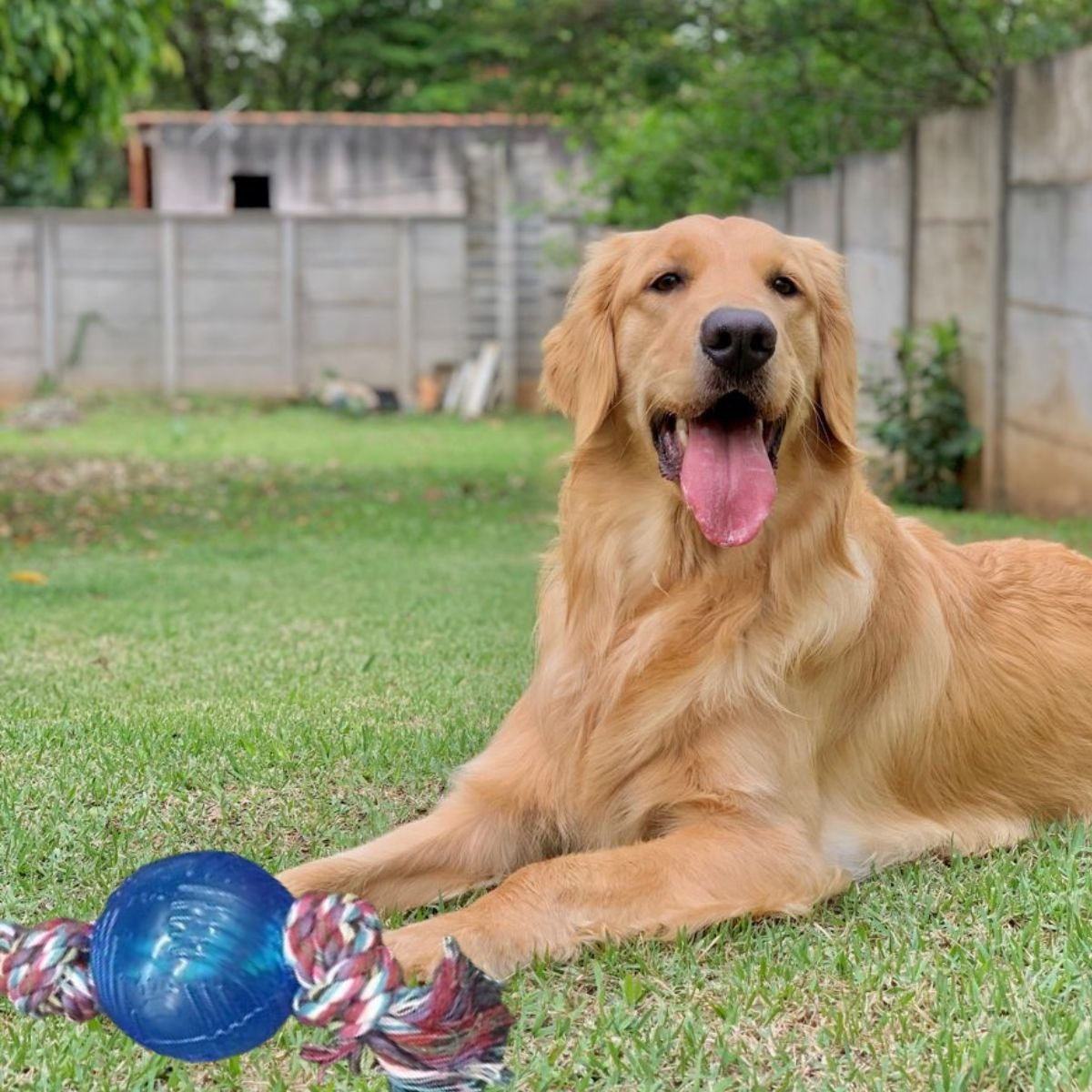 SET 4 JUGUETES DE CUERDA CON PELOTA PERROS MASCOTAS LAU - 2