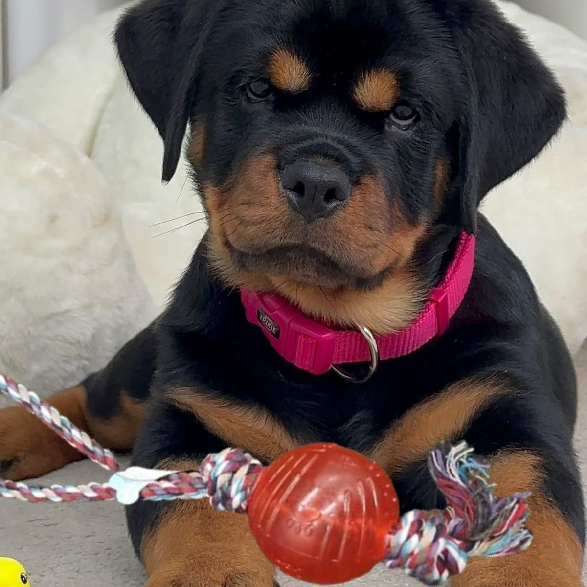 SET 4 JUGUETES DE CUERDA CON PELOTA PERROS MASCOTAS LAU - 8