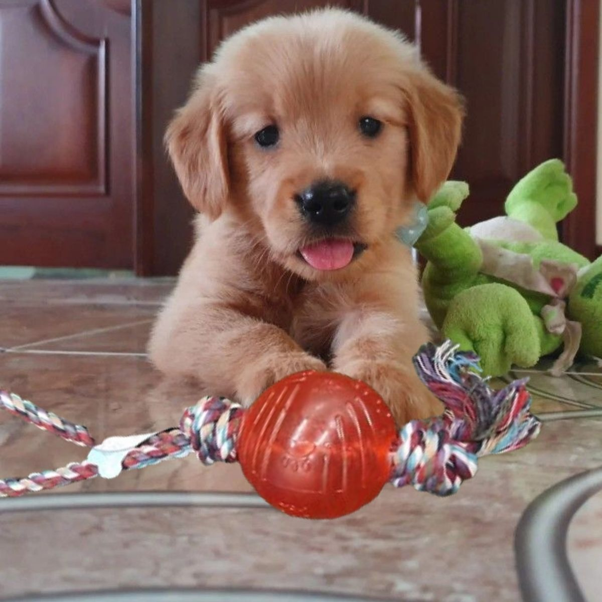 SET 4 JUGUETES DE CUERDA CON PELOTA PERROS MASCOTAS LAU - 10