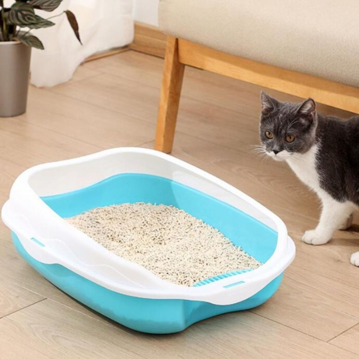 CAJA D ARENA PARA GATOS ASEO ENTRADA BAJA MASCOTAS HOGAR LAU - 6