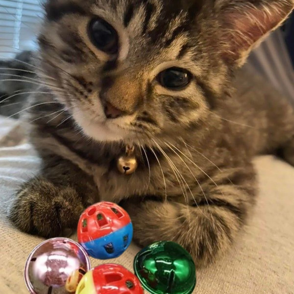 SET 7 JUGUETES ITERACTIVO DE MASCOTA CASCABEL DIVERTIDO LAU - 3