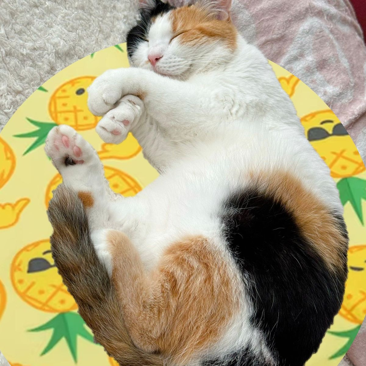 MANTA REFRESCANTE PARA MASCOTAS 40CM VERANO HOGAR LAU - 9