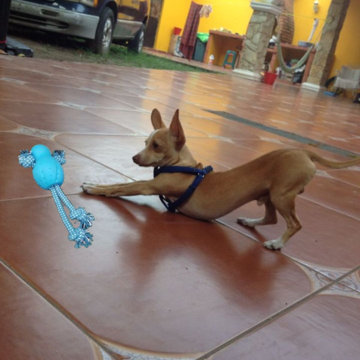 SET 3 JUGUETES DE CUERDA CON GOMA PERRO MASCOTAS LAU - 8