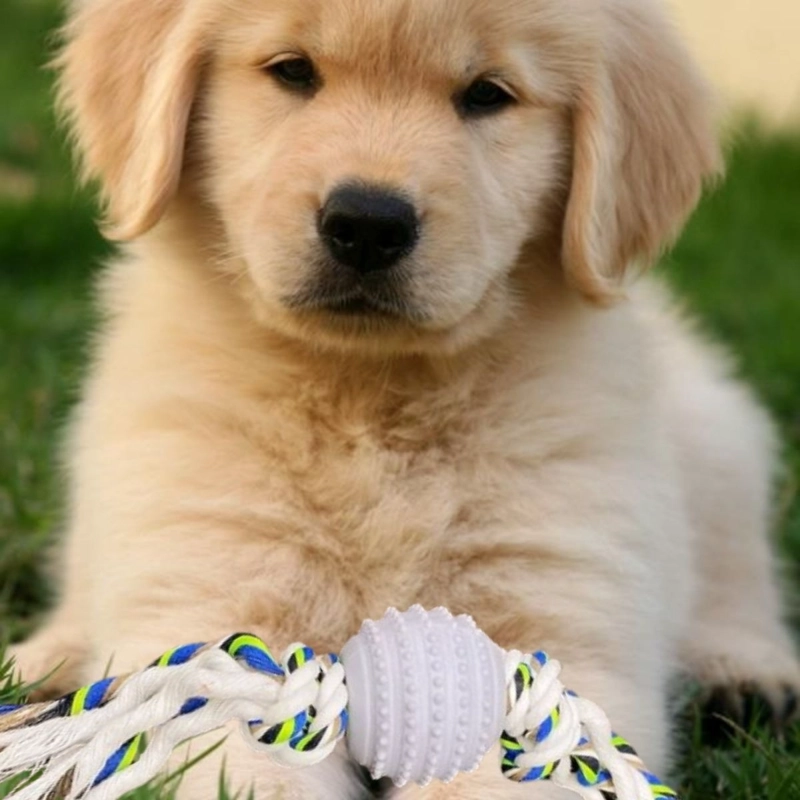 SET 3 JUGUETES PARA MASCOTA CUERDA PELOTA GOMA PERROS LAU - 9