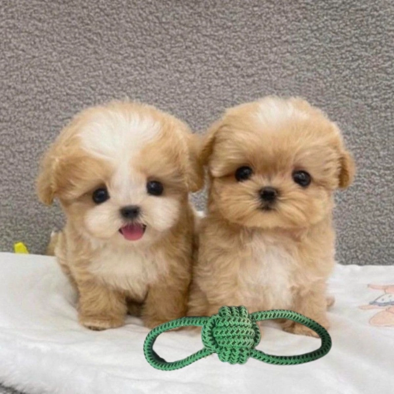 SET 5 JUGUETES DE CUERDA  MASCOTAS PERROS INTERACTIVO LAU - 8