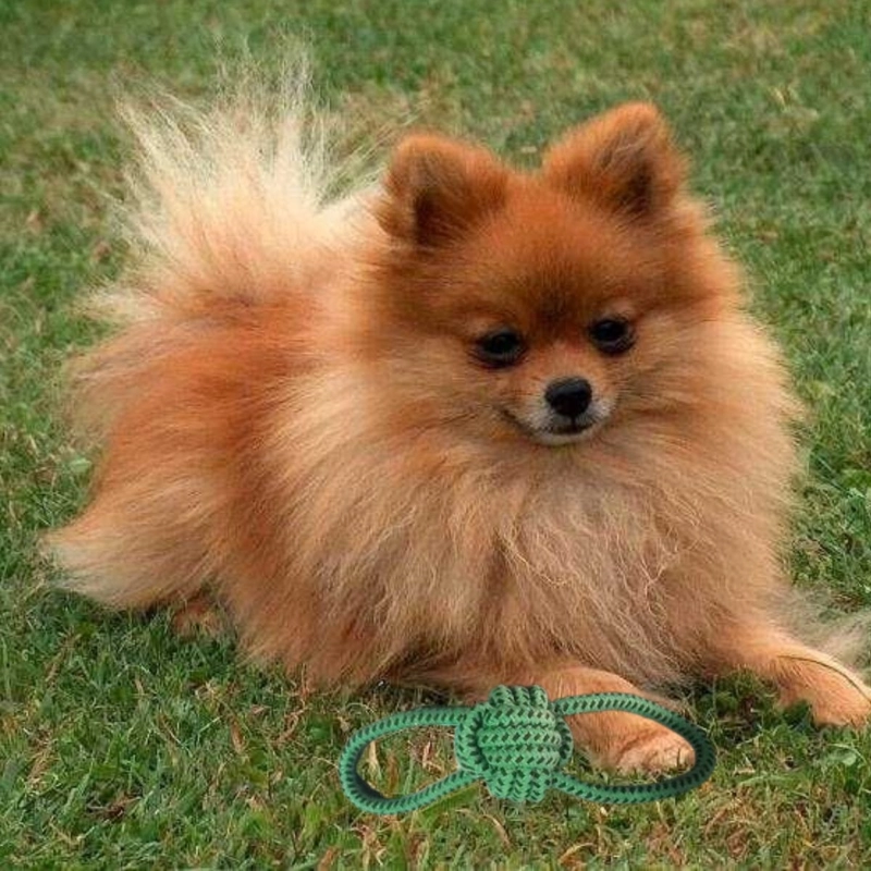 SET 5 JUGUETES DE CUERDA  MASCOTAS PERROS INTERACTIVO LAU - 9
