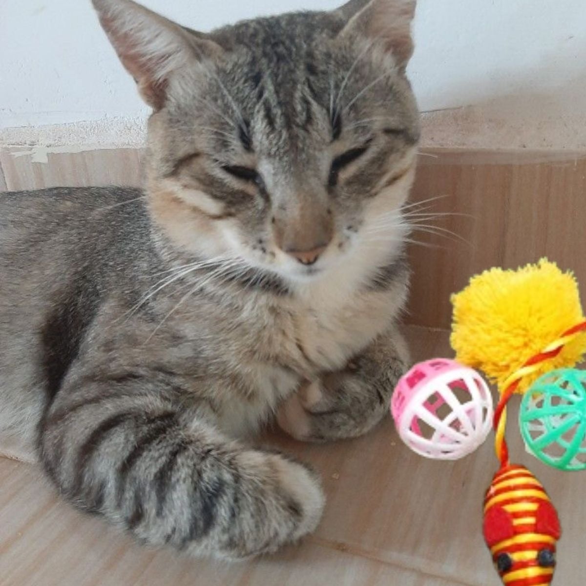 SET 5 JUGUETES FORMA RATON MASCOTAS DIVERTIDO ESTIMULAR LAU - 3