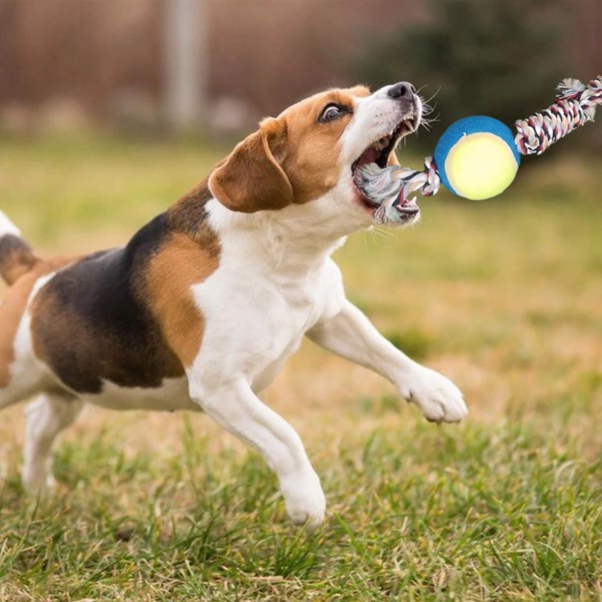 SET 4 JUGUETES DE CUERDA PELOTA DIVERTIDO MASCOTA PERROS LAU - 2