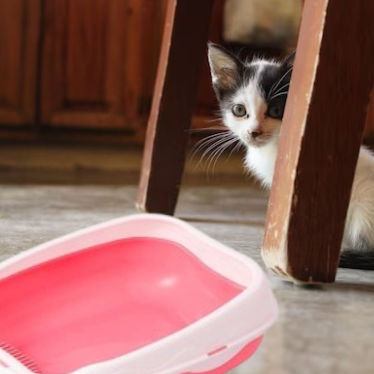 CAJA D ARENA PARA GATOS ASEO ENTRADA BAJA MASCOTAS HOGAR LAU - 2