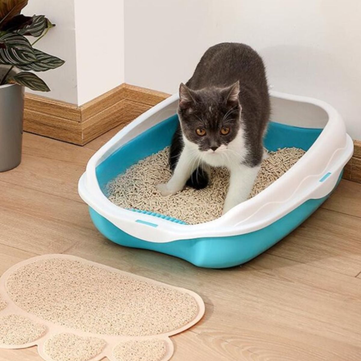 CAJA D ARENA PARA GATOS ASEO ENTRADA BAJA MASCOTAS HOGAR LAU - 3