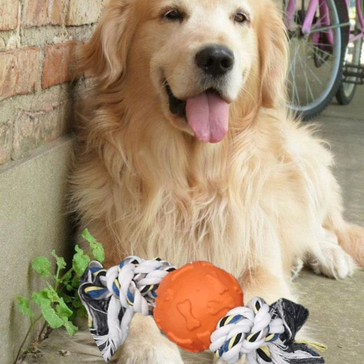 SET 3 JUGUETES CUERDA CON PELOTA PERRO GATOS MASCOTAS LAU - 5