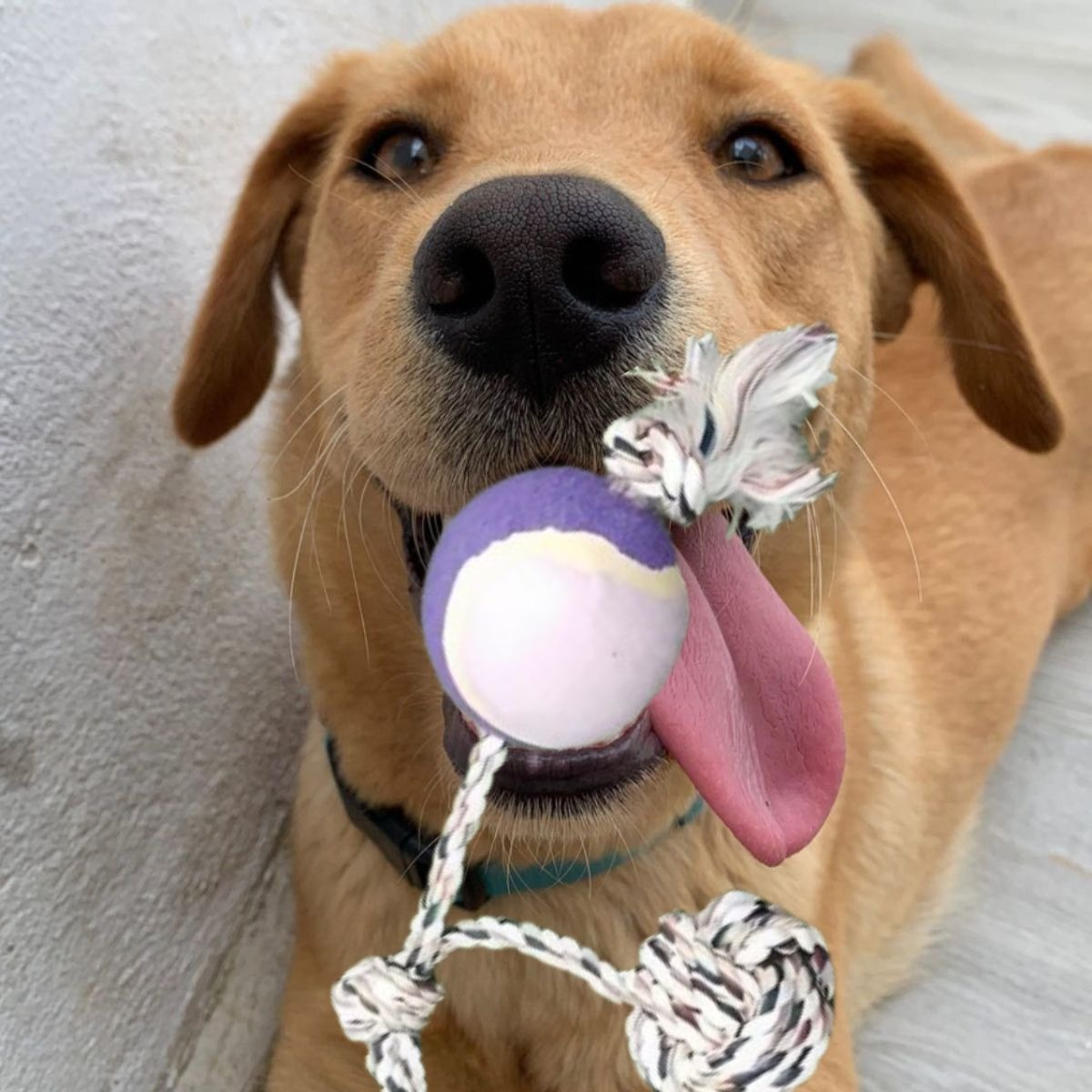 SET 3 JUGUETES DE CUERDA PELOTA ENTRENA MASCOTA PERROS LAU - 3