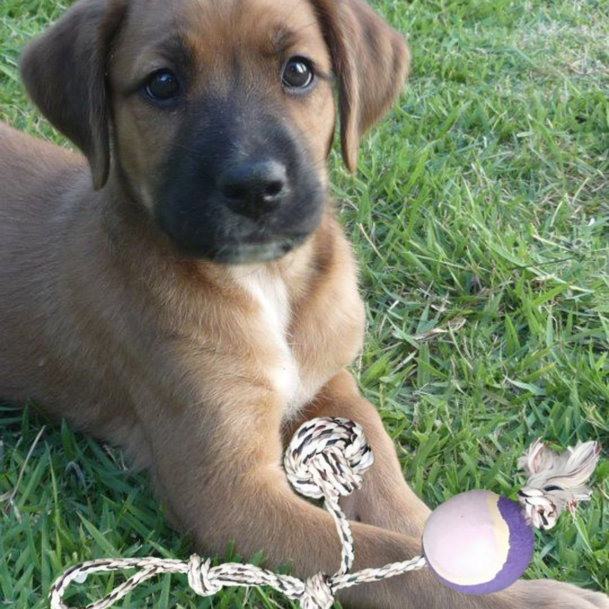 SET 3 JUGUETES DE CUERDA PELOTA ENTRENA MASCOTA PERROS LAU - 9