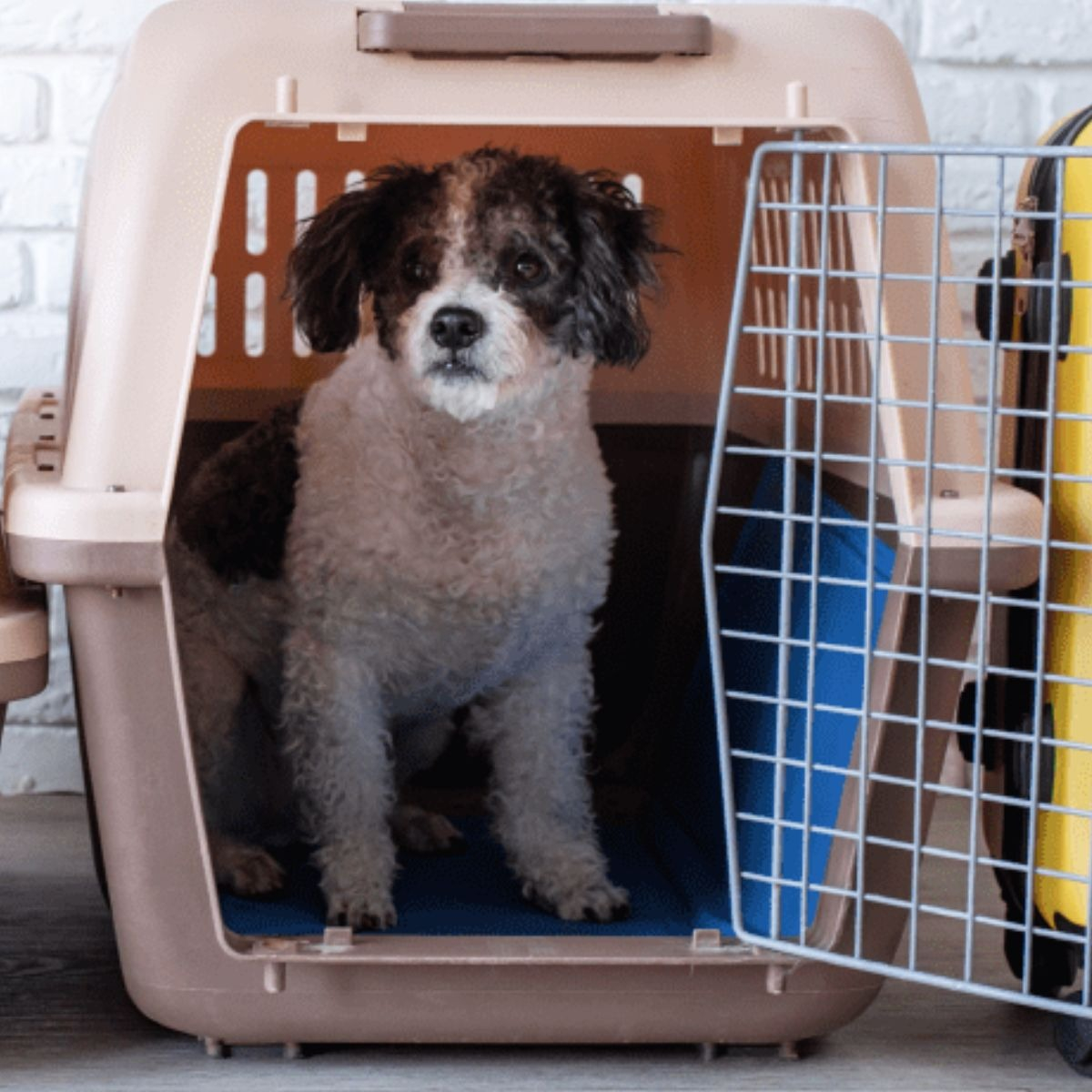 KENNEL TRANSPORTADOR RESISTENTE 52X41X75CM PERRO MASCOTA LAU - 3