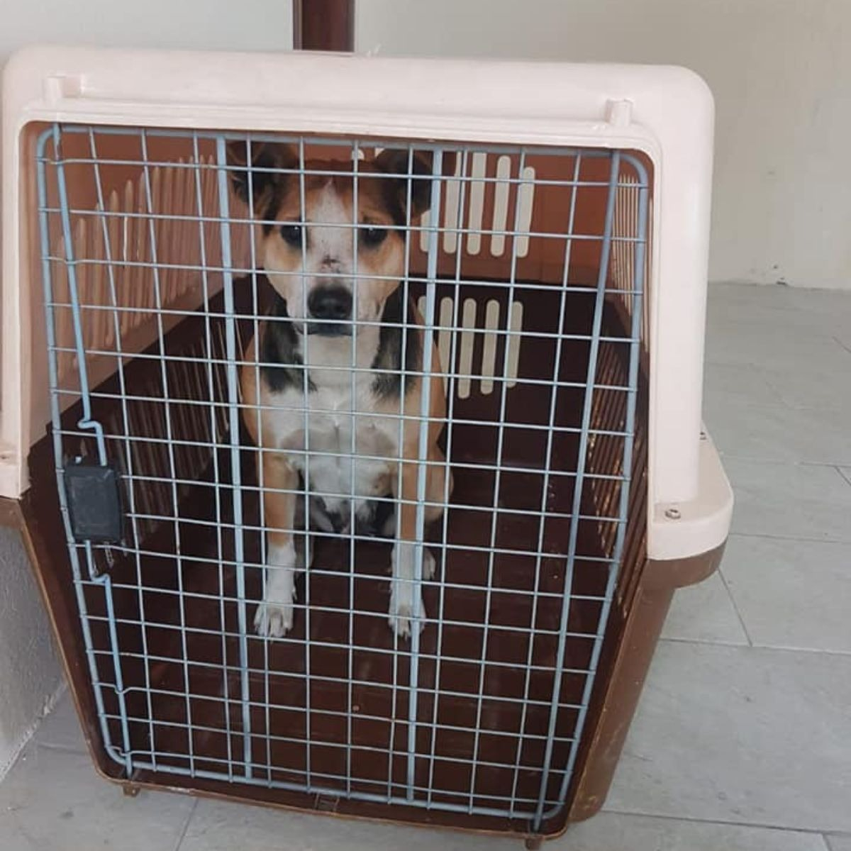 KENNEL TRANSPORTADOR 59XX47X83CM VIAJE PASEO MASCOTA LAU - 5