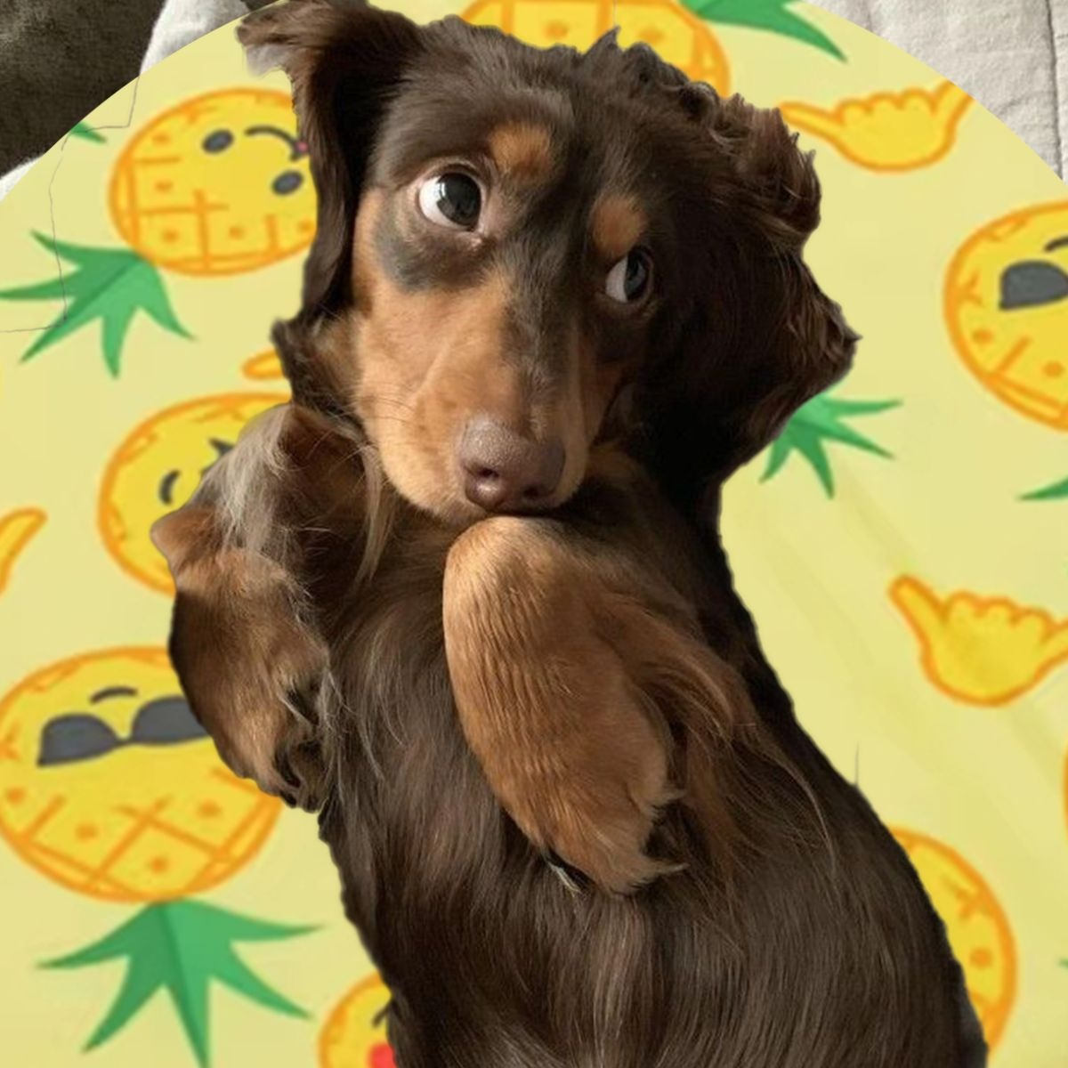 MANTA REFRESCANTE PARA MASCOTAS 60CM VERANO HOGAR LAU - 9