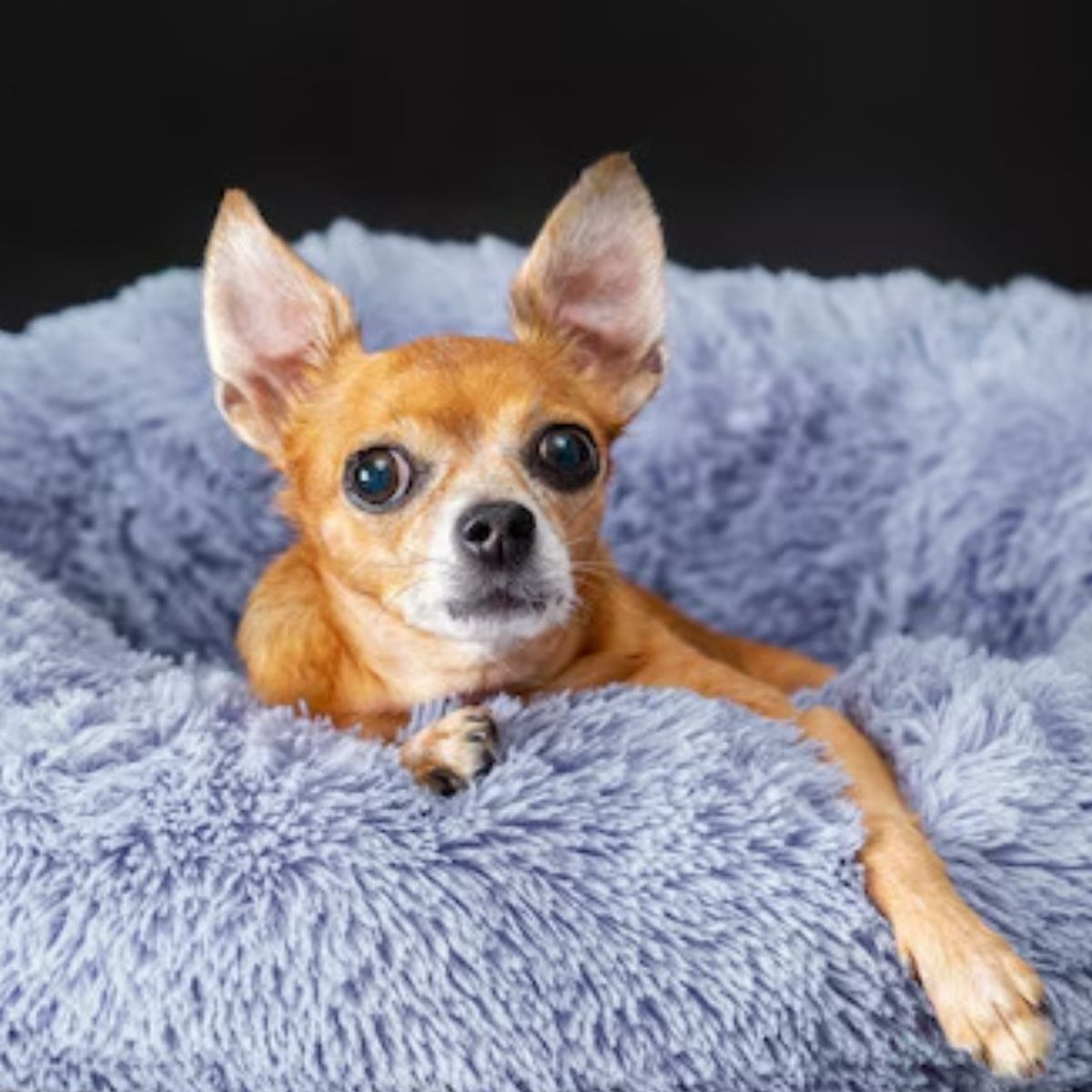 CAMA PARA PERROS ANTIESTRES FELPA 50CM MASCOTAS LAU - 2