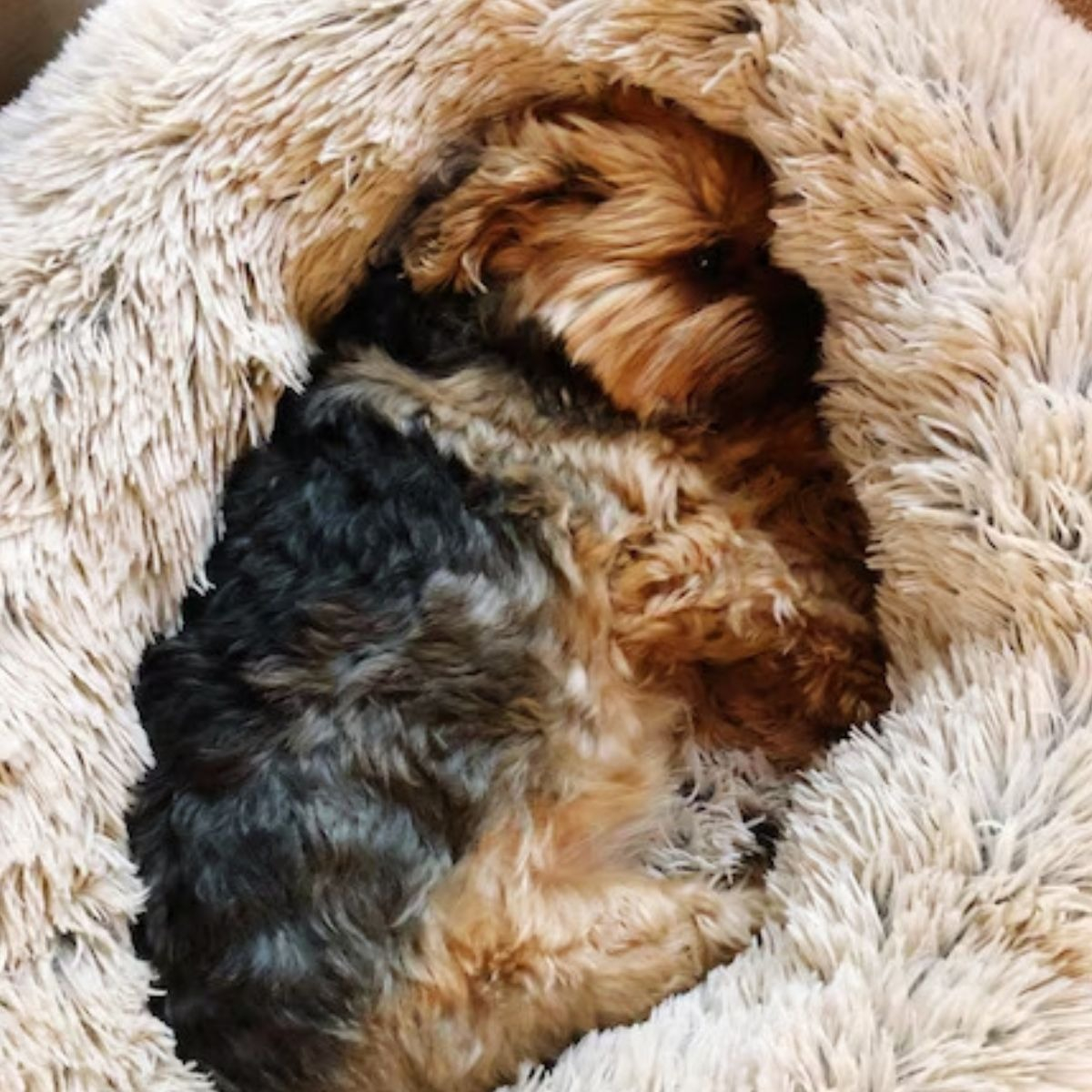 CAMA PARA PERROS ANTIESTRES FELPA 50CM MASCOTAS LAU - 9
