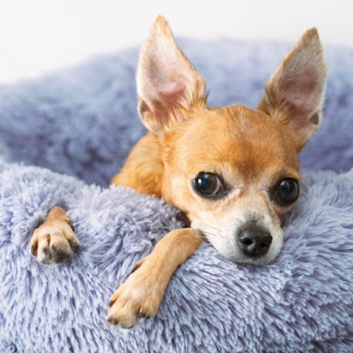 CAMA PARA PERROS ANTIESTRES FELPA 50CM MASCOTAS LAU - 10