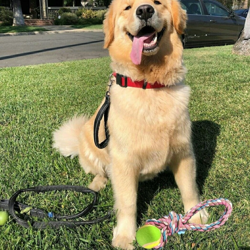 SET 4 JUGUETES INTERACTIVOS DE CUERDA PELOTA MASCOTAS LAU - 6