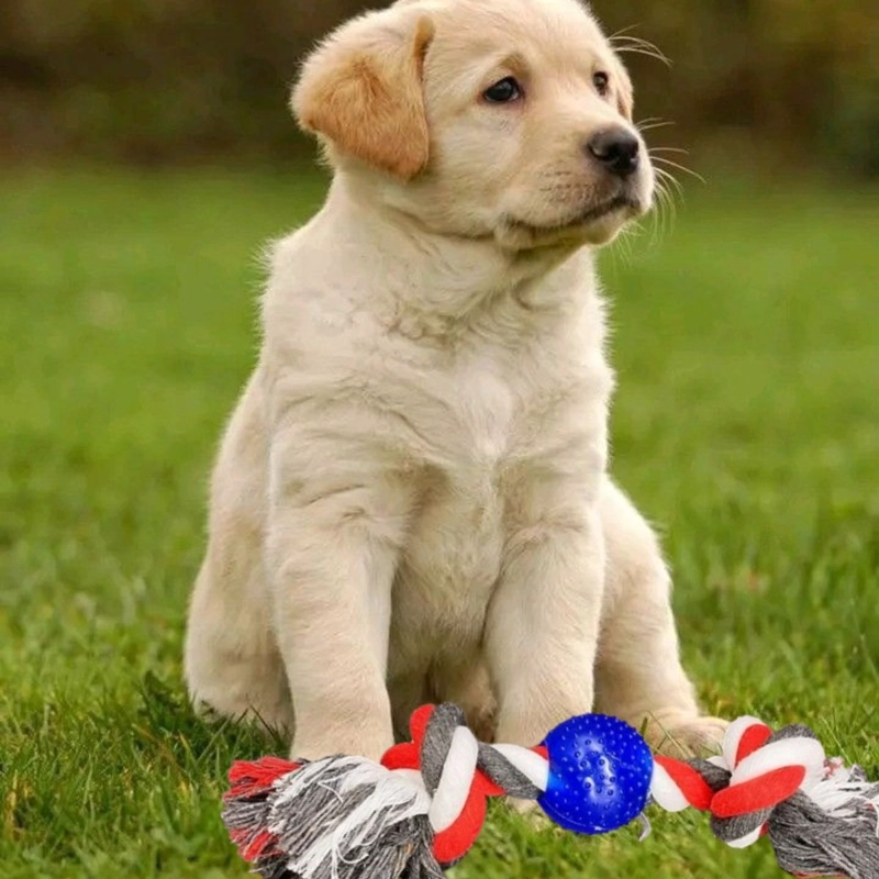 SET 5 JUGUETES PARA MASCOTA PELOTA DE GOMA PERROS LAU - 7
