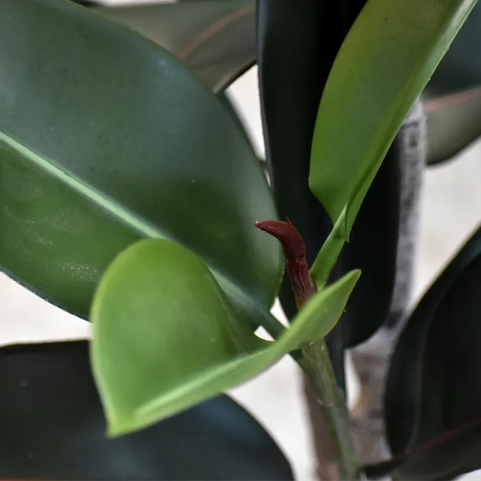 PLANTA TIPO FICUS ORIENTAL ARTIFICIAL - 3