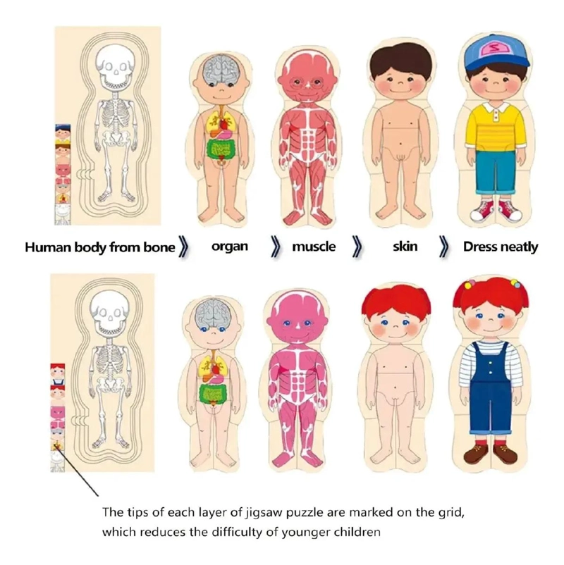 ROMPECABEZAS EDUCATIVO SISTEMAS DEL CUERPO HUMANO 5 EN 1 - 5