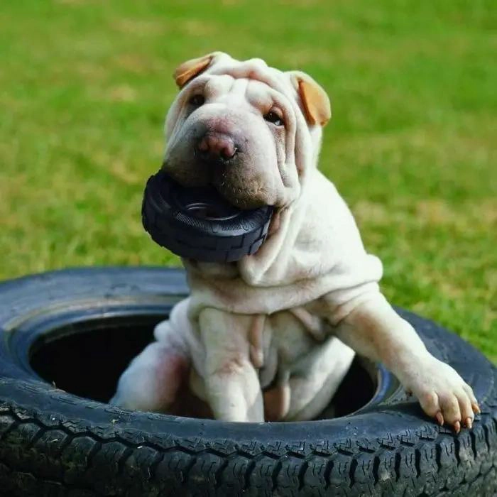 JUGUETE PARA PERROS CON LLANTAS DE GOMA RESISTENTE TALLA S - 2
