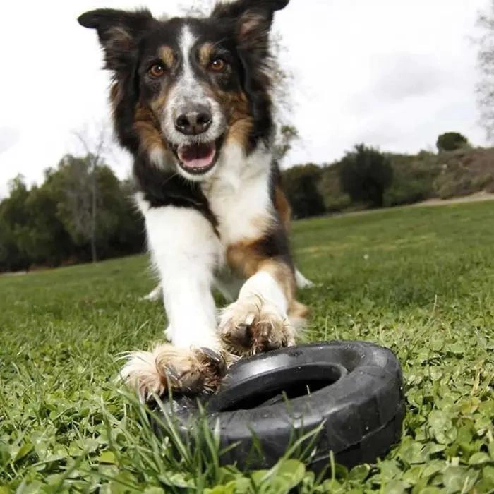JUGUETE PARA PERROS CON LLANTAS DE GOMA RESISTENTE TALLA S - 3