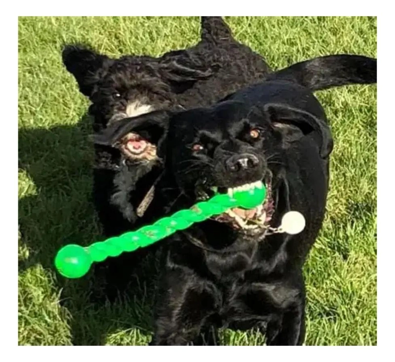 JUGUETE SEGURO TIPO PALO PARA PERROS DE 50 CM TAMAÑO MEDIANO - 3