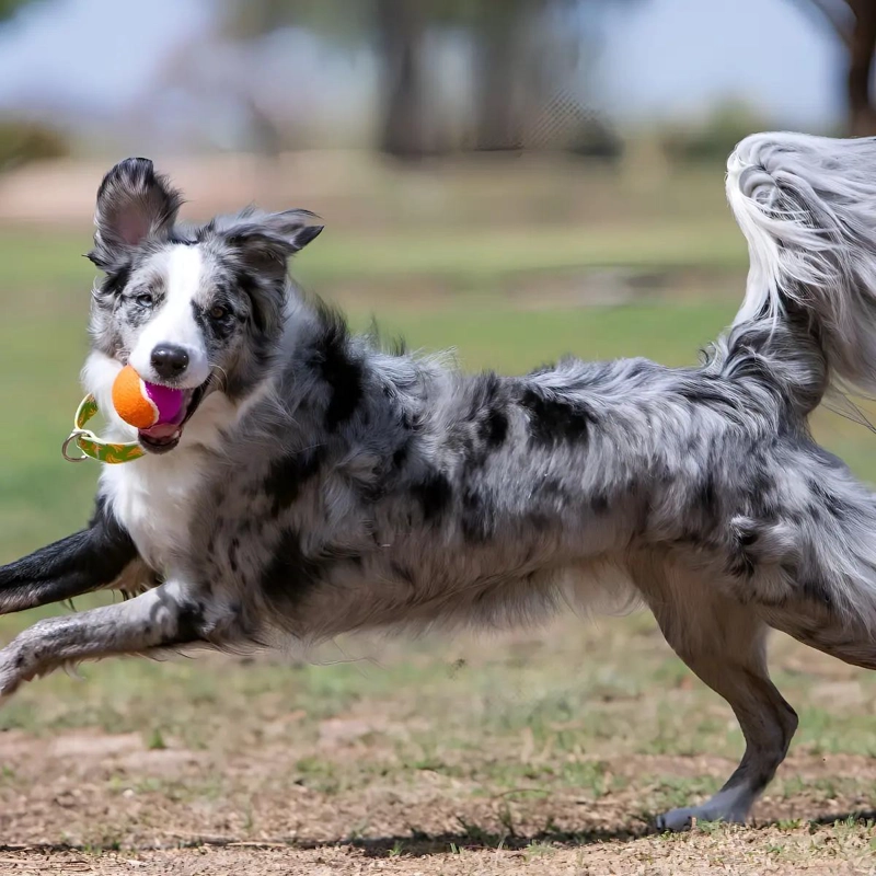 PELOTA PARA PERRO MULTICOLOR CON SONIDO PACK DE TRES UNIDADES - 3