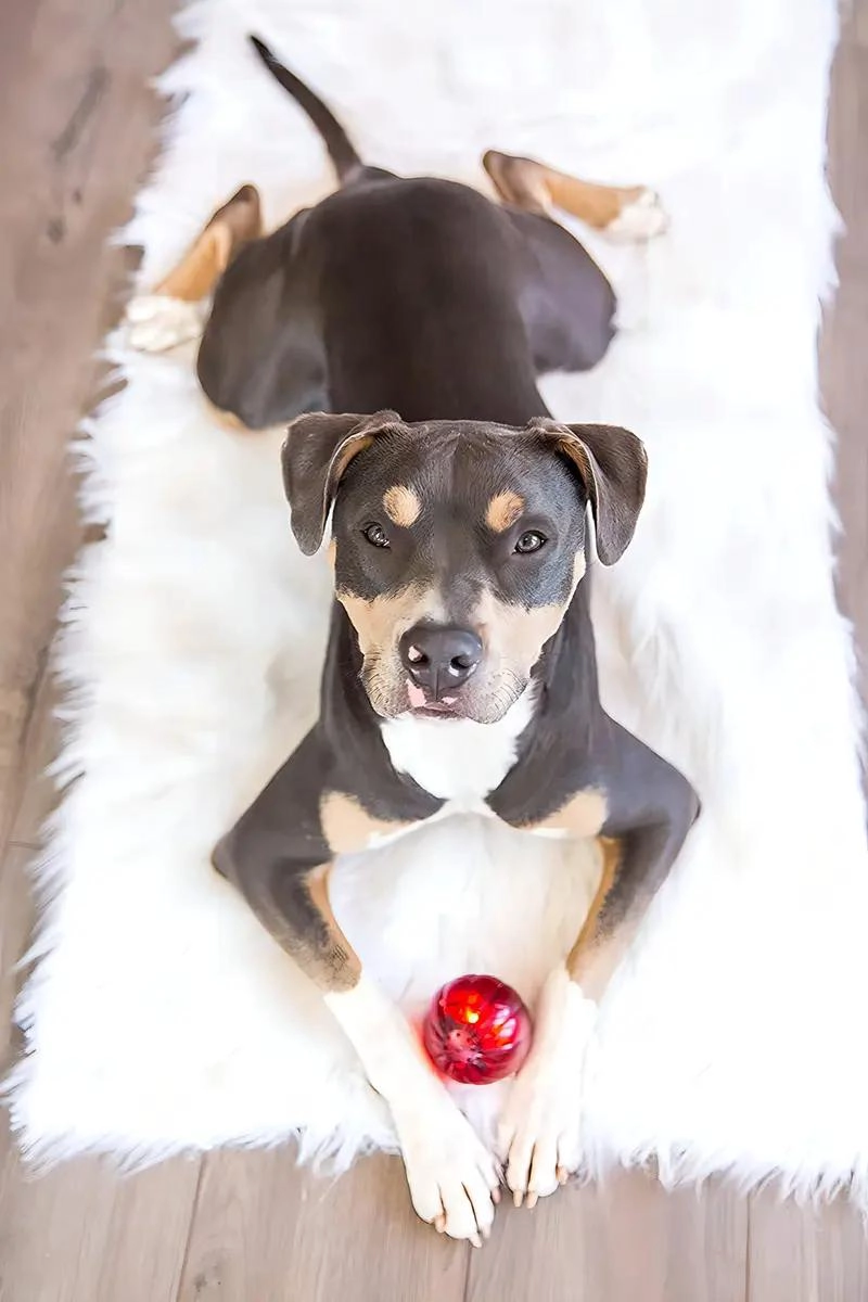 JUGUETE INTERACTIVO PARA PERRO CON LUCES Y SONIDOS PARA ENTRETENIMIENTO - 3