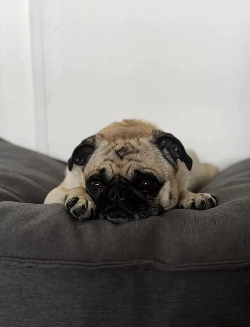 CAMA PARA MASCOTA CON FUNDA GRANDE 80X45X15 CM COMODA Y RESISTENTE - 2