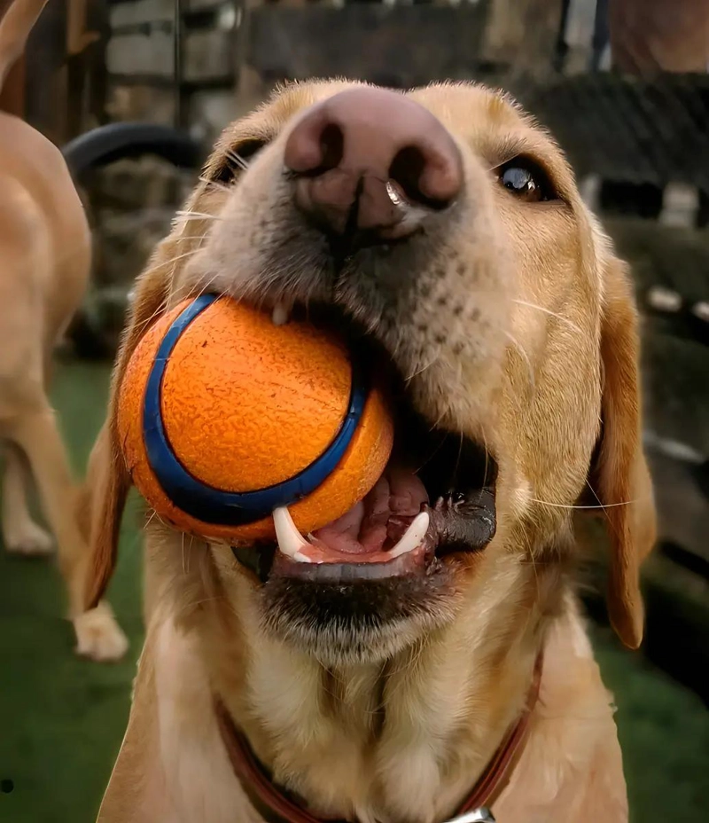 PELOTA RESISTENTE PARA PERROS DE GOMA TAMAÑO XXL - 1