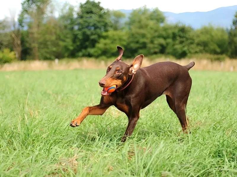 PELOTA RESISTENTE PARA PERROS DE GOMA TAMAÑO XXL - 3