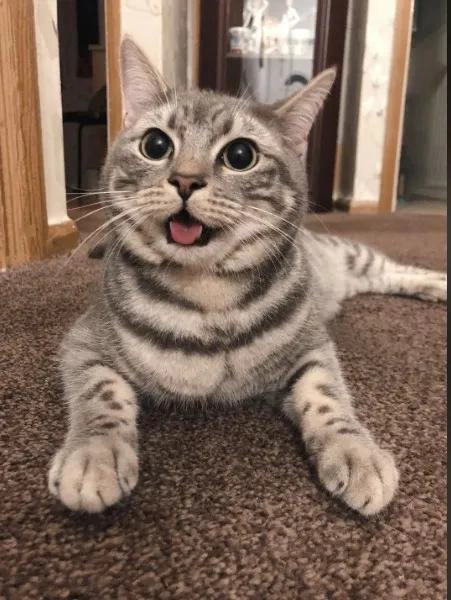 ARENERO PARA GATOS GRANDE CON DISEÑO FUNCIONAL Y FACIL LIMPIEZA - 2